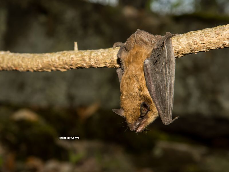 Little brown myotis