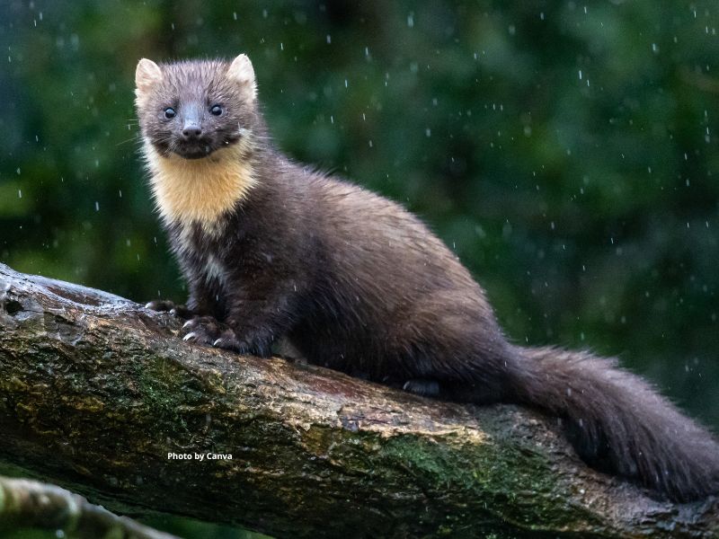 Marten