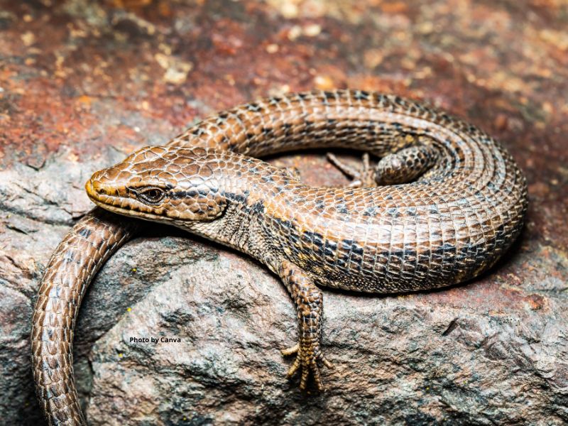 Northern alligator lizard