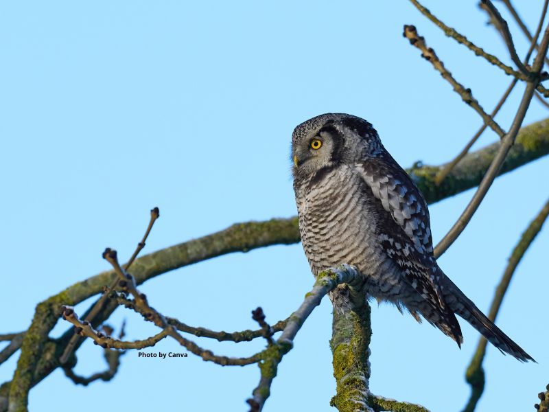 Northern hawk owl