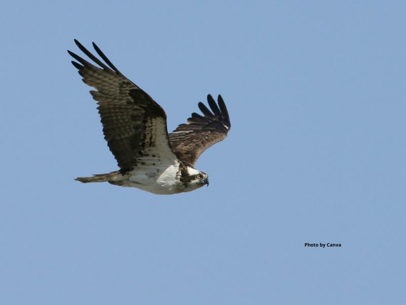 Osprey
