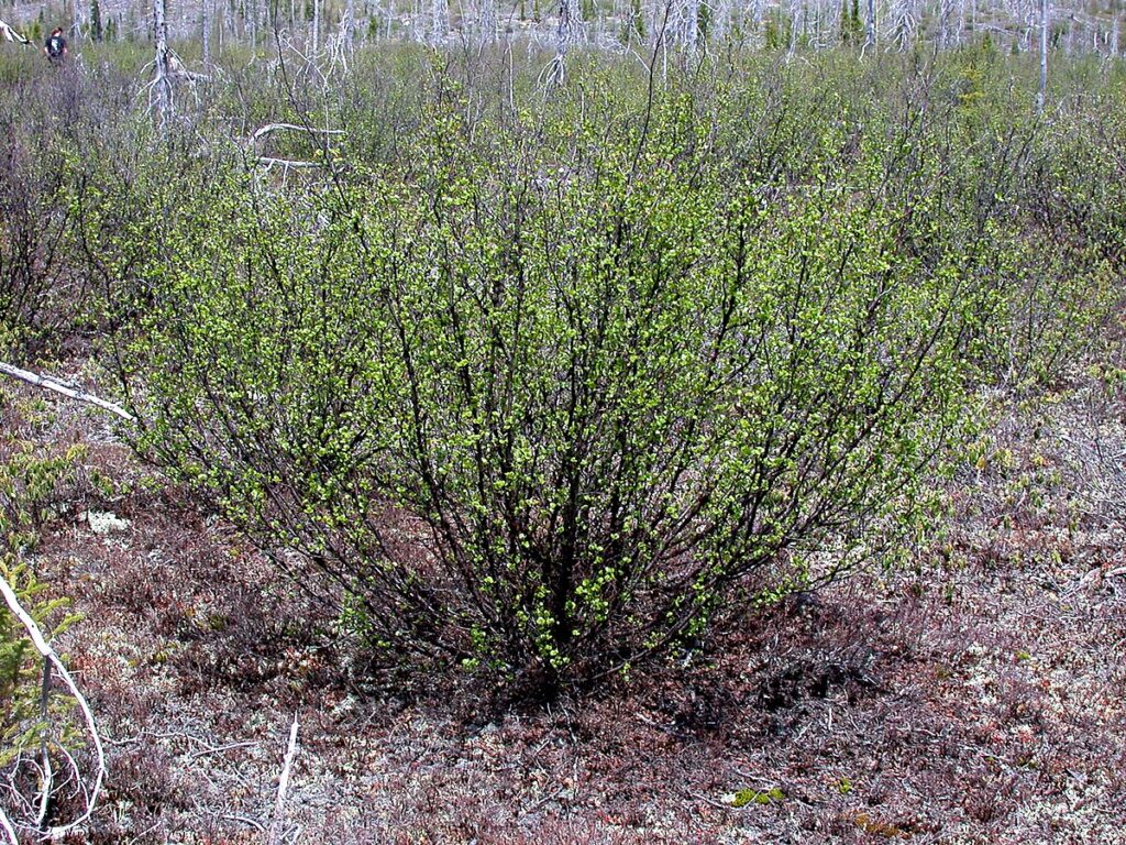 Scrub Birch