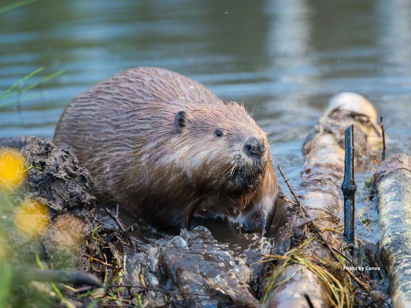 Beaver