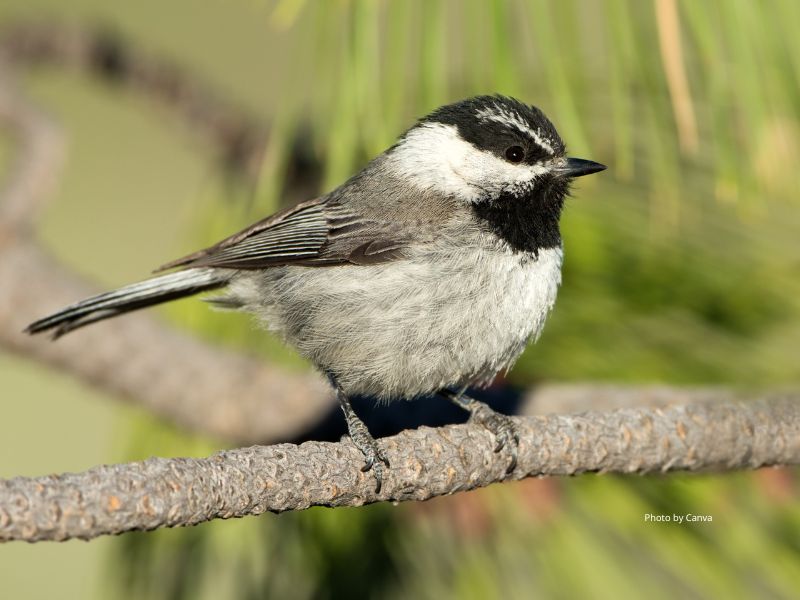 Mountain chickadee