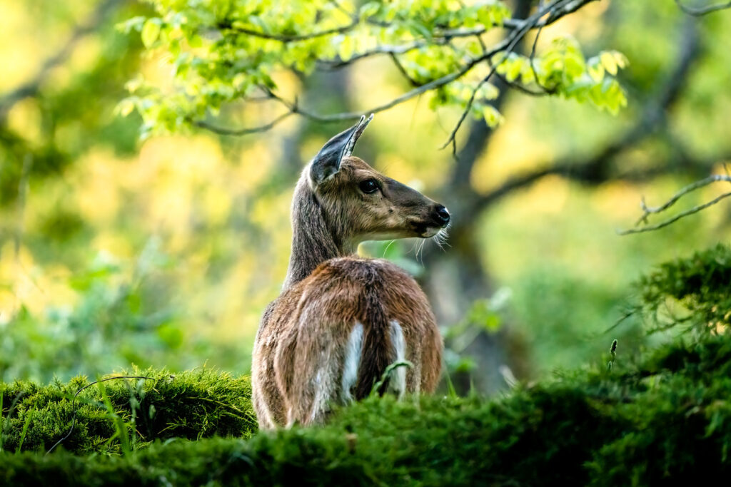 Columbian Black Tailed Deer