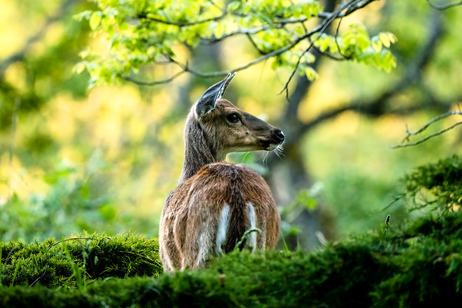 Columbian Black Tailed Deer