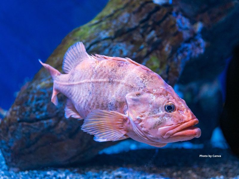 Bocaccio Rockfish
