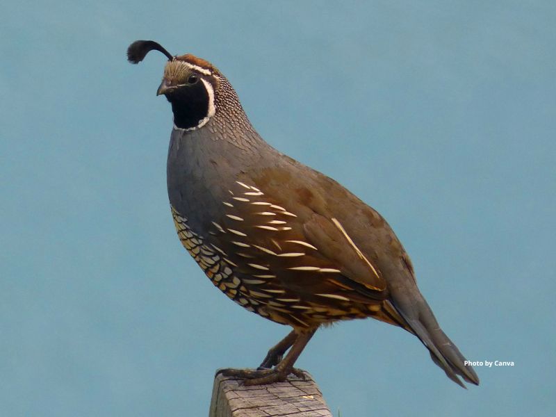 California Quail