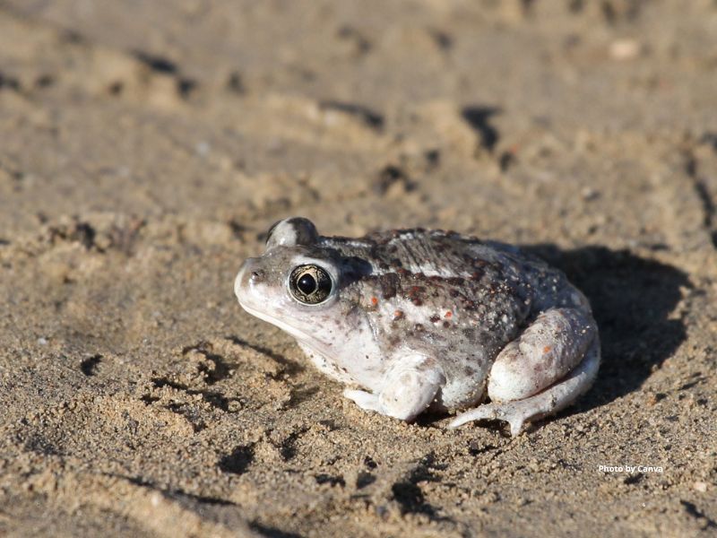 Great Basin Spadefoot Toad