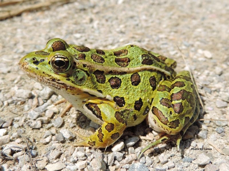 Northern Leopard Frog