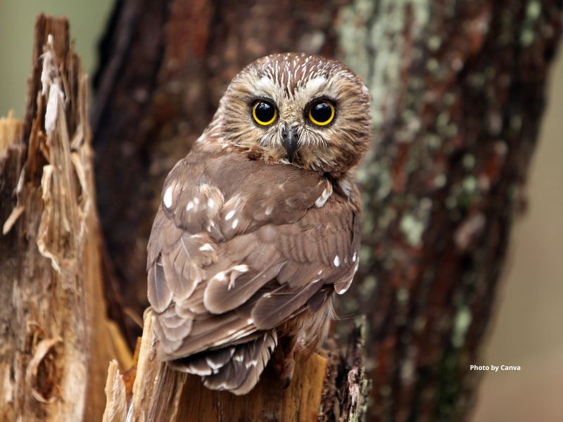 Northern Saw-Whet Owl