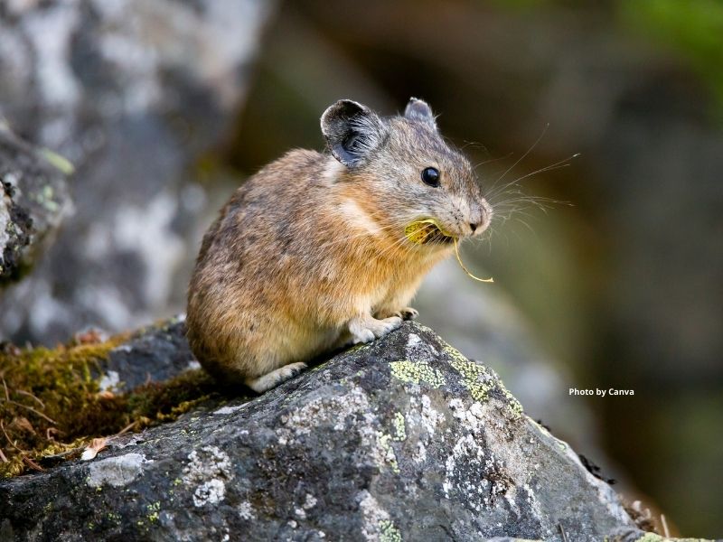 Pika