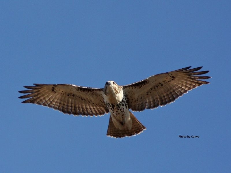 Red-tailed hawk