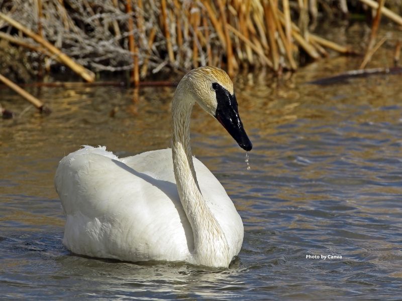 Trumpeter Swan