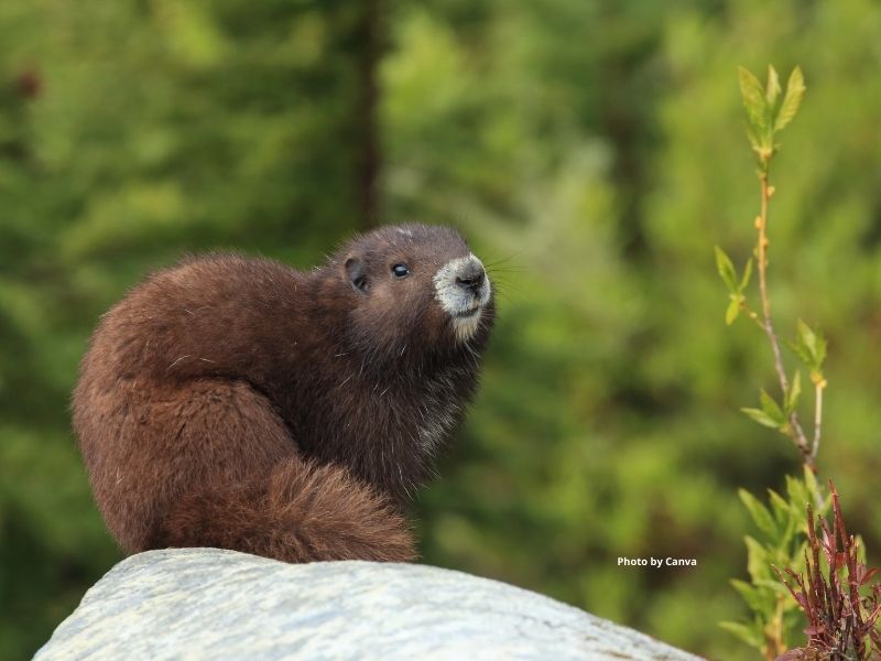 Vancouver Island Marmot