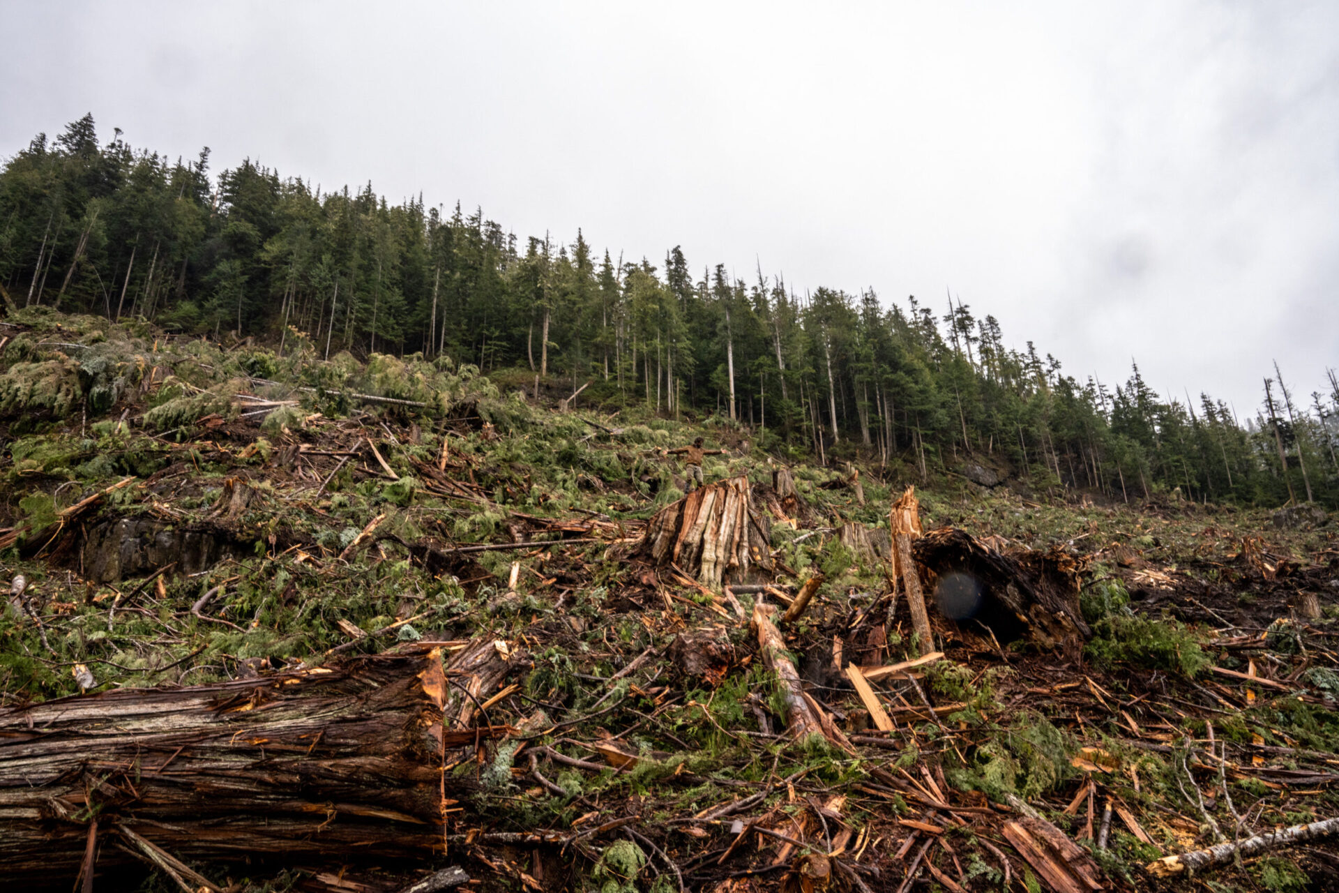 Sierra Club BC: Forests in BC are entering uncharted territory