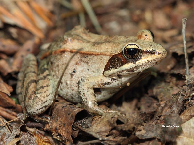 Wood Frog