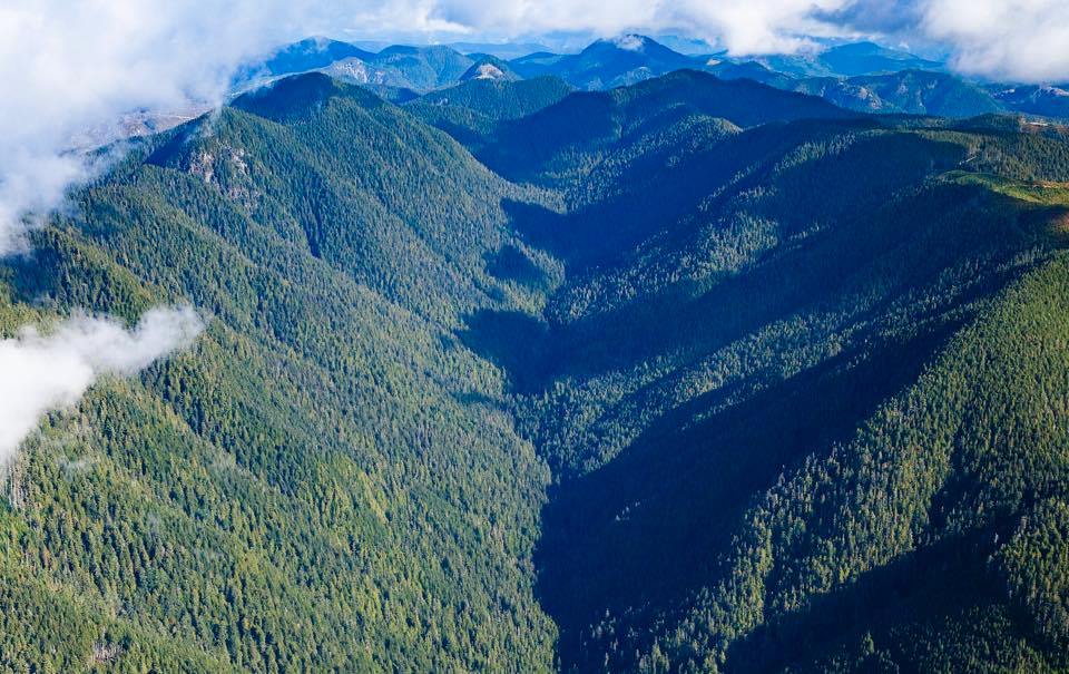 Over 150 Fairy Creek old-growth defenders to appear in Nanaimo court today