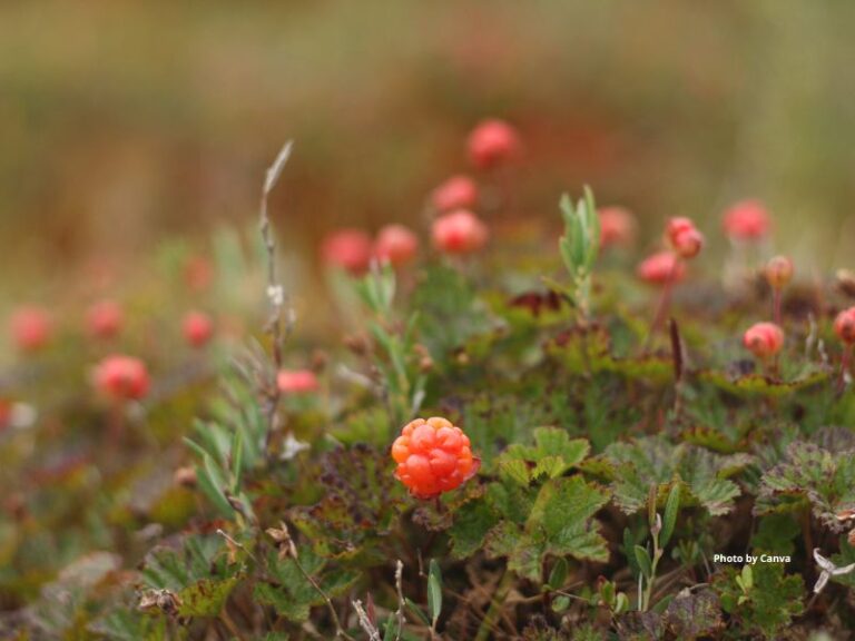 Cloudberry - Sierra Club BC