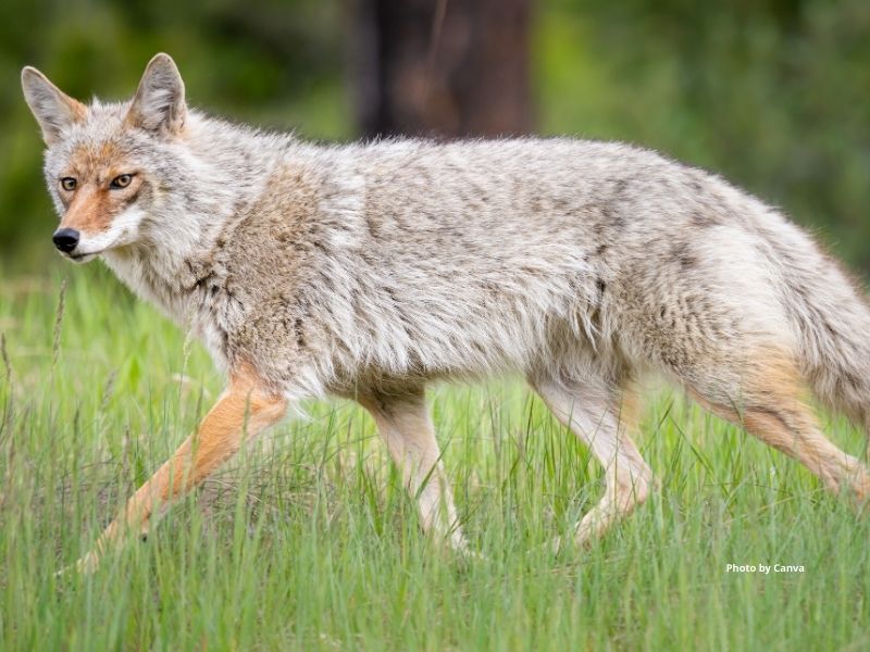 Coyote 