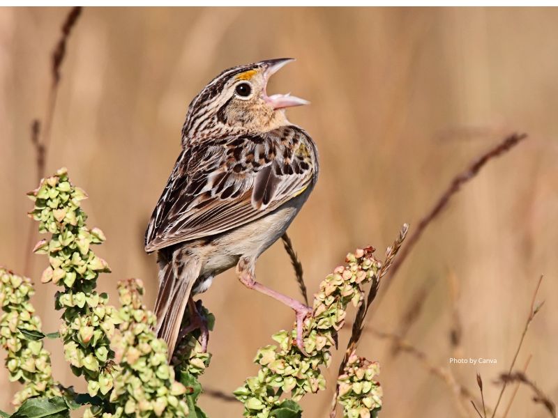 LeConte's Sparrow