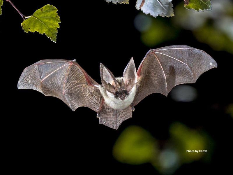 Northern Long-Eared Myotis