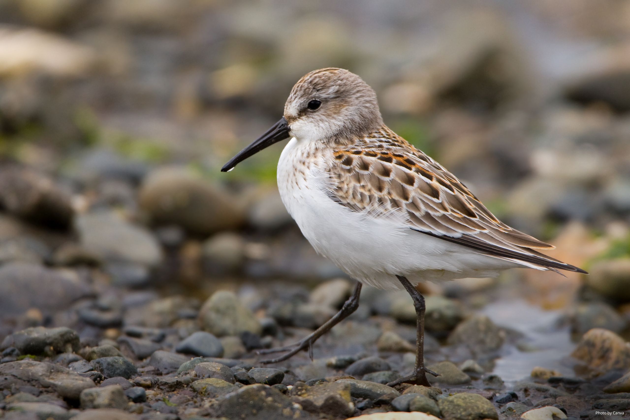 Learn to Draw: Sandpipers