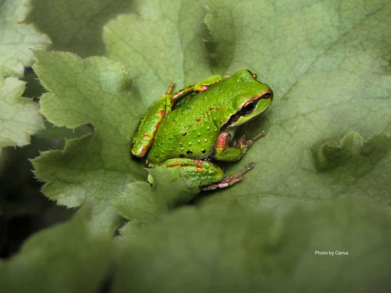 Pacific treefrog
