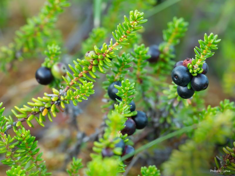 Crowberry
