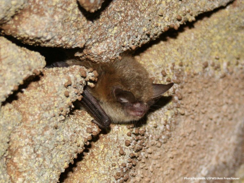 Northern Long-Eared Myotis