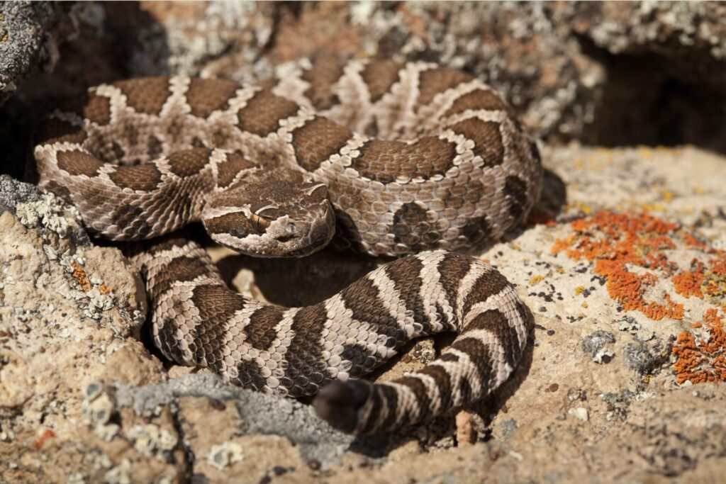 Western Rattlesnake