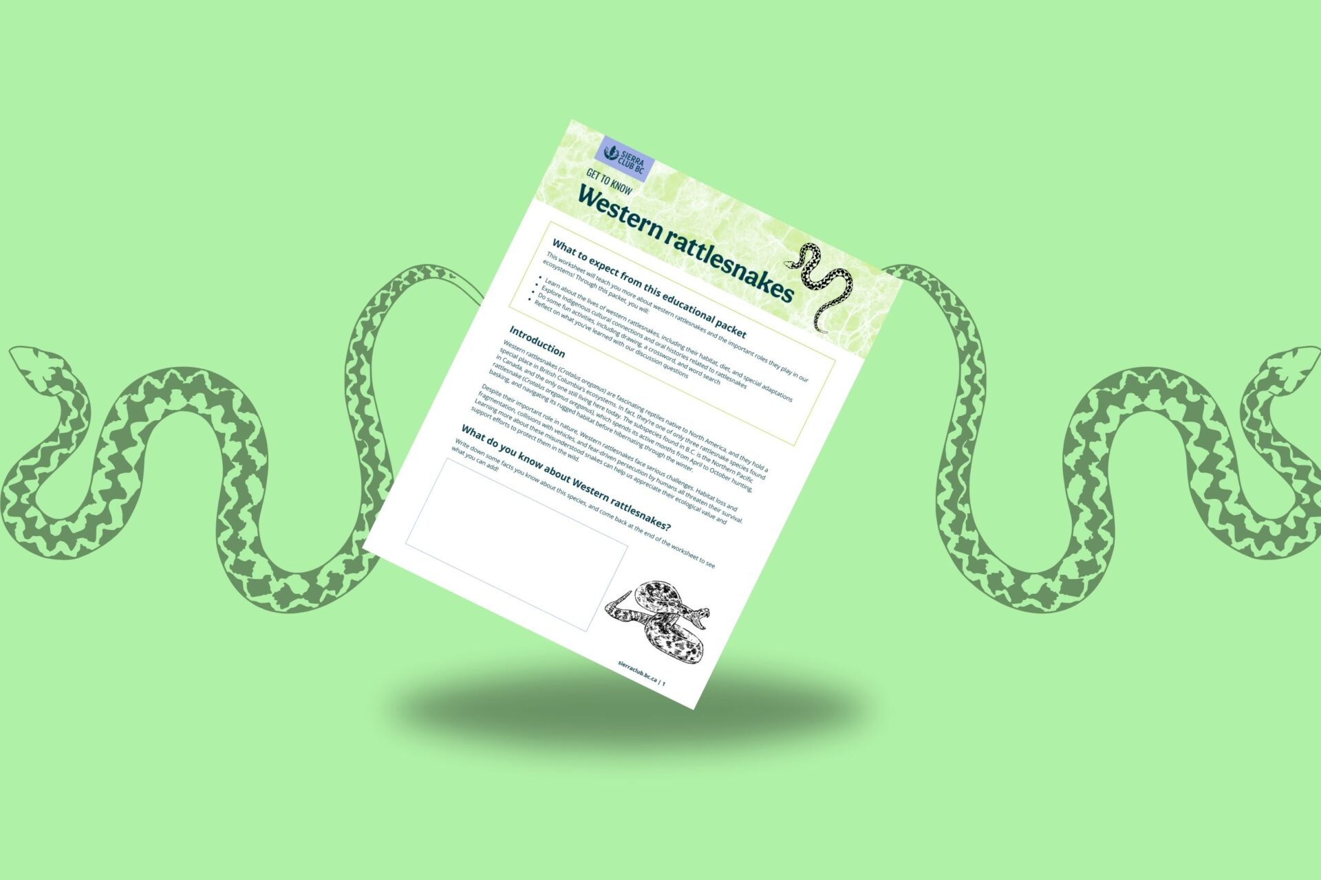 Educational Packet: Get to Know Western Rattlesnakes