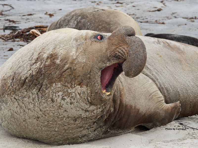 Northern Elephant Seal