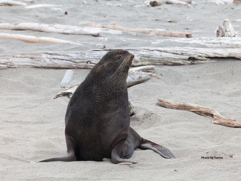 Northern Fur Seal