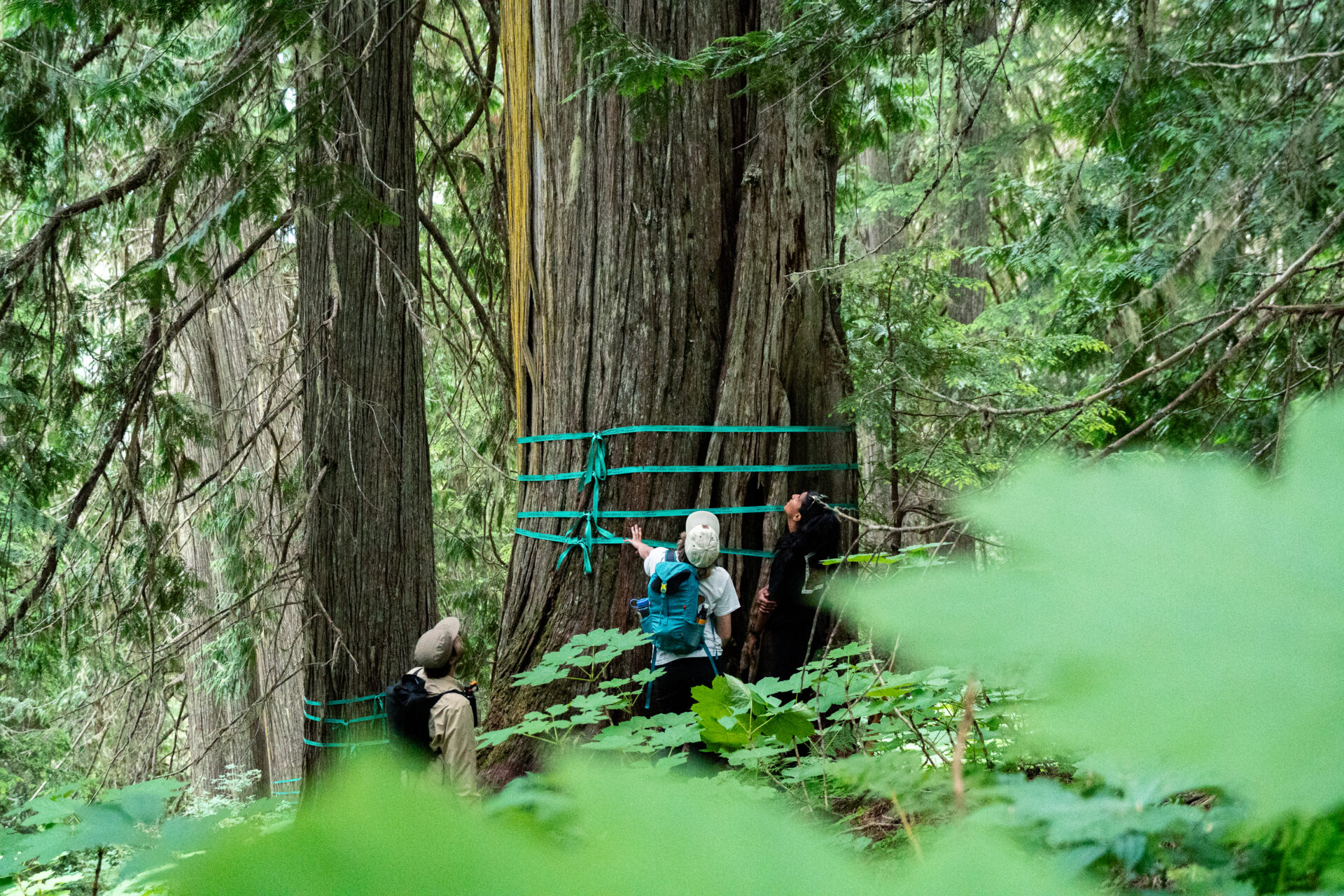 Closer to the brink: The state of the forest in B.C. in 2025