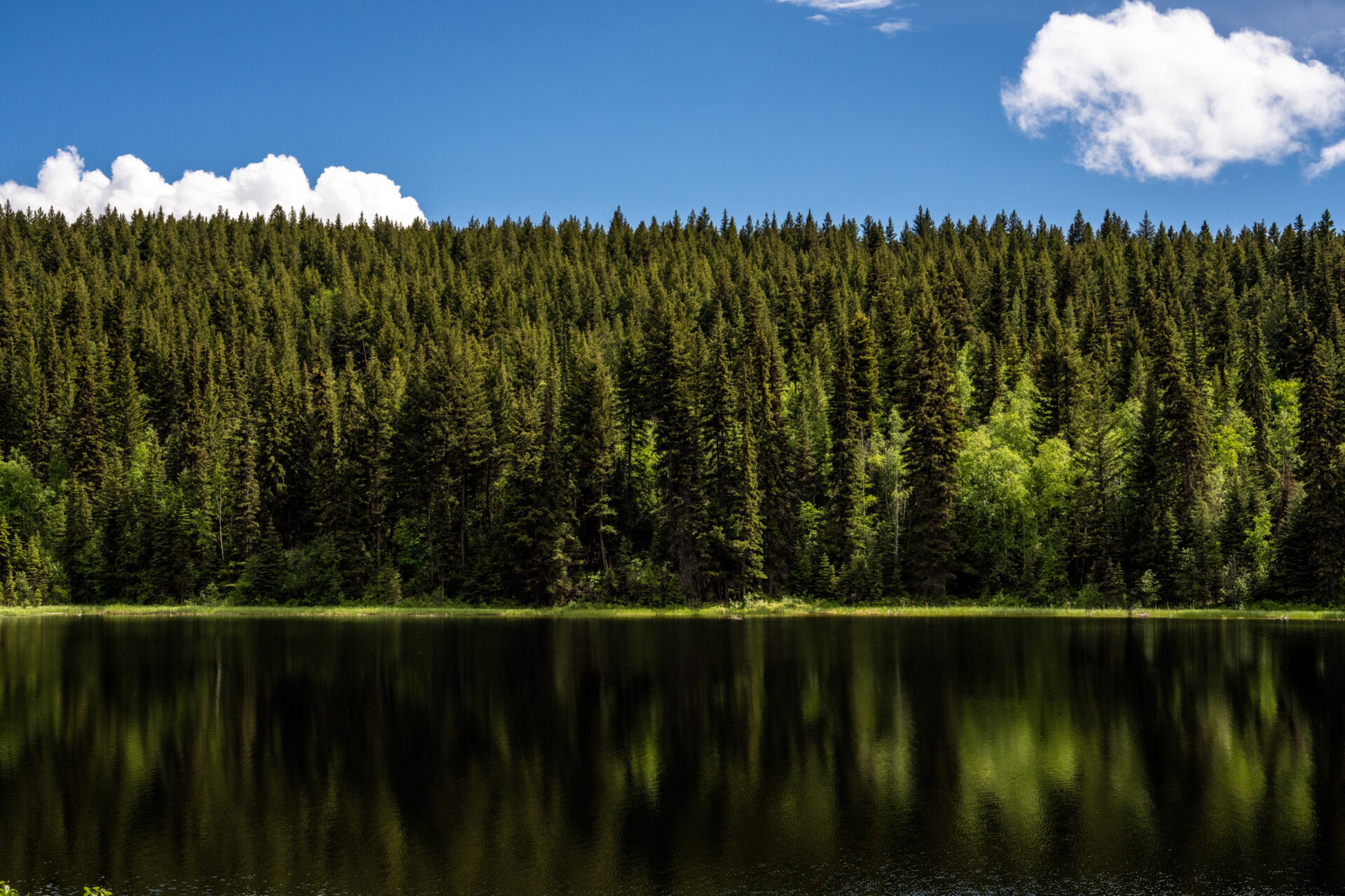 Map showing the state of the forest in B.C.