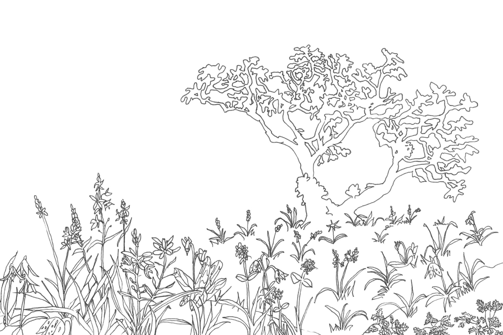 Garry Oak Meadow Colouring Pages