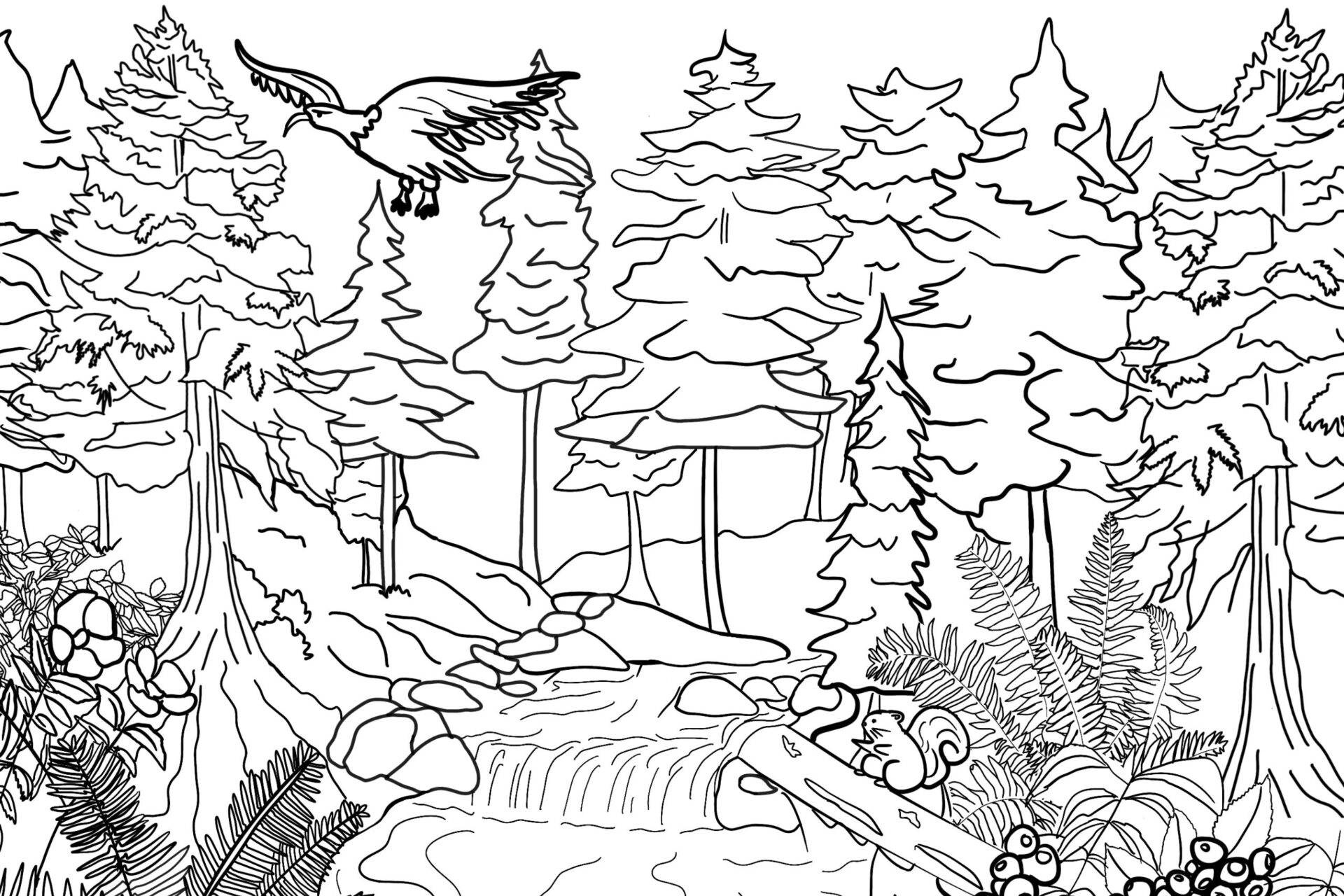 Coastal Douglas-Fir Forest Colour Pages