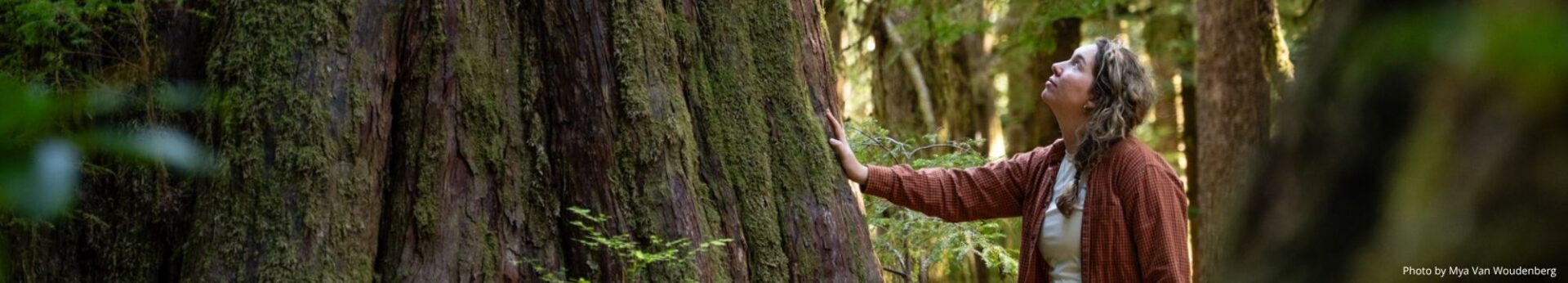 Send a message for old-growth forests