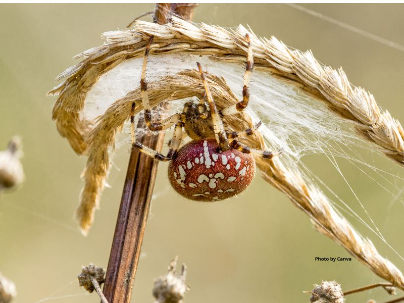 Orbweaving Spiders