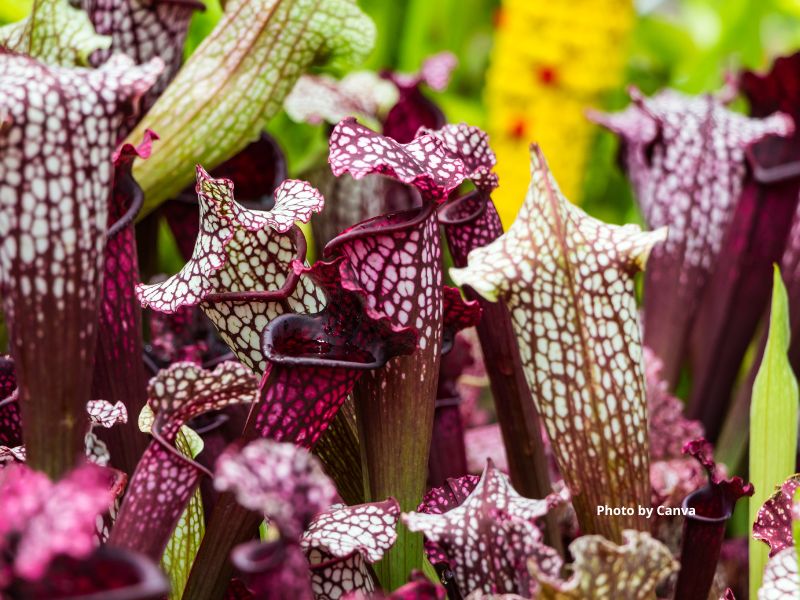 Purple Pitcher Plant