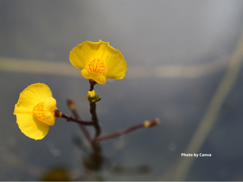 Common Bladderwort