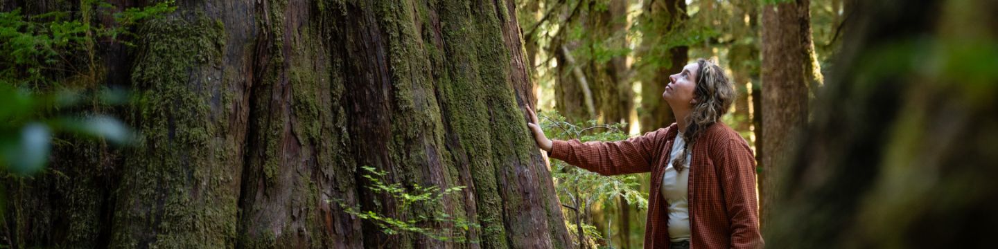 Send a message for old-growth forests