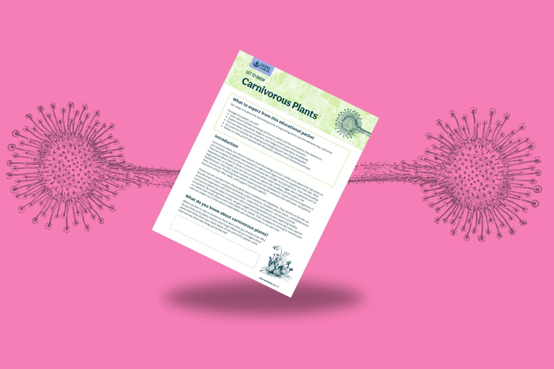 Educational Packet: Get to Know Carnivorous Bog Plants