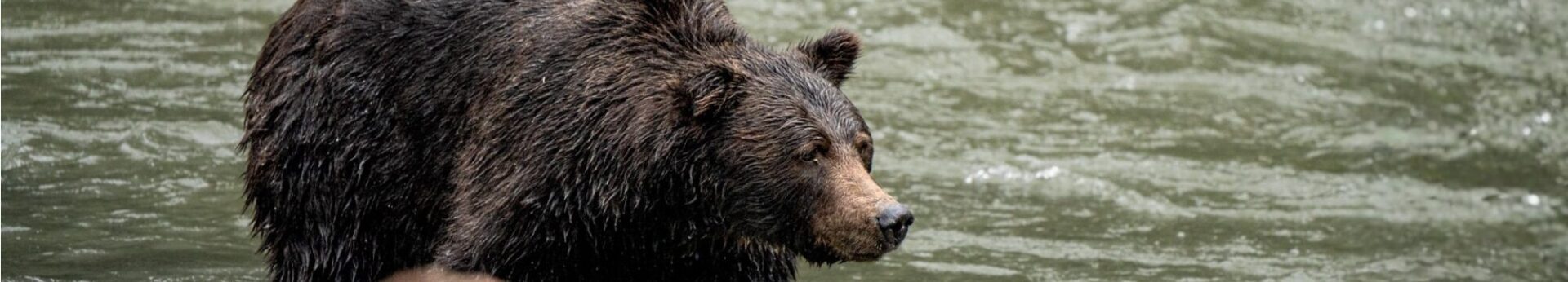 Call for a provincial law to protect biodiversity in B.C.