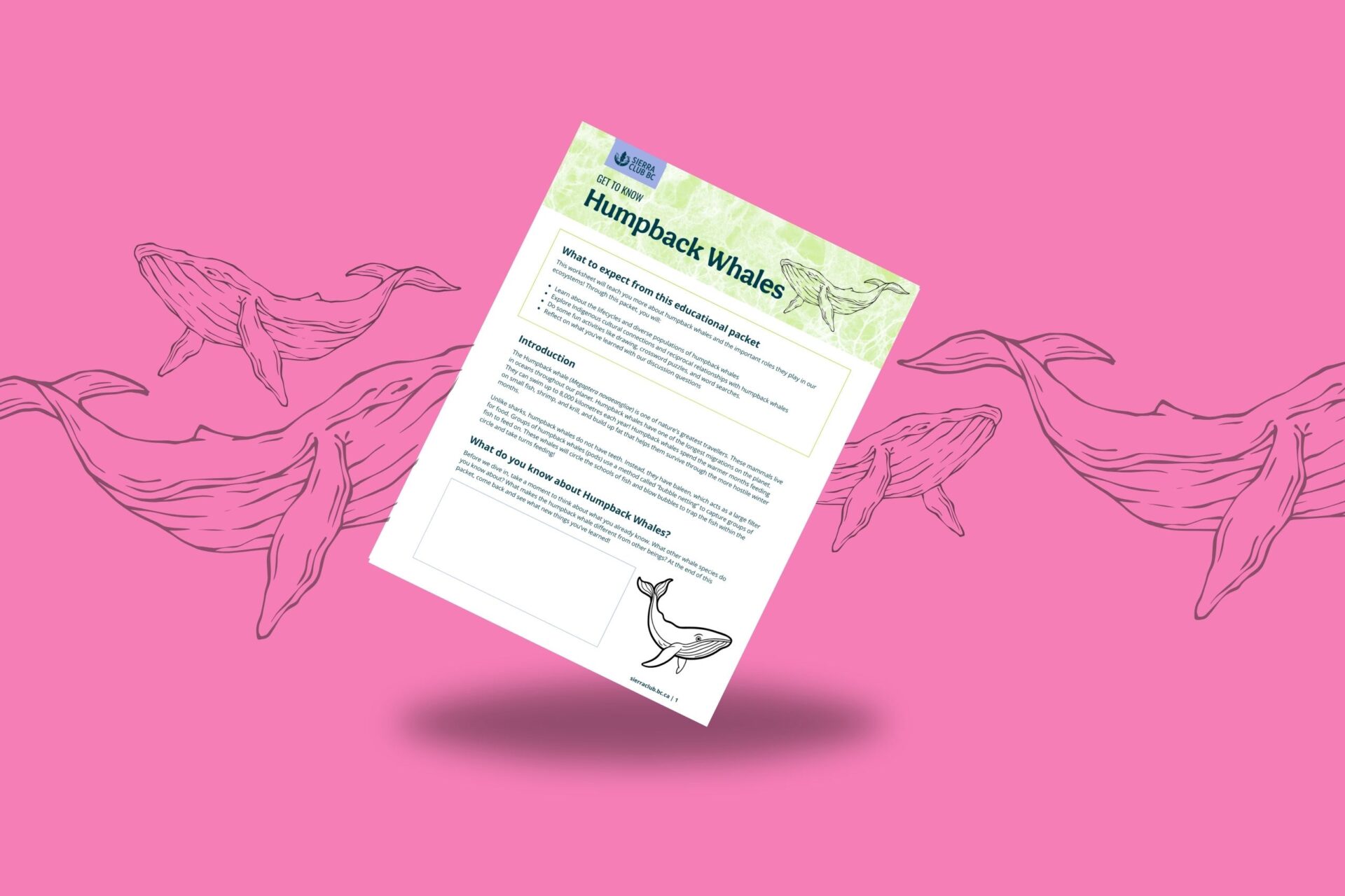 Educational Packet: Get to Know Humpback Whales
