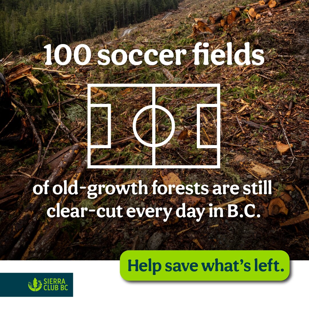 Sierra Club BC ad campaign puts World Cup spotlight on BC’s endangered old growth