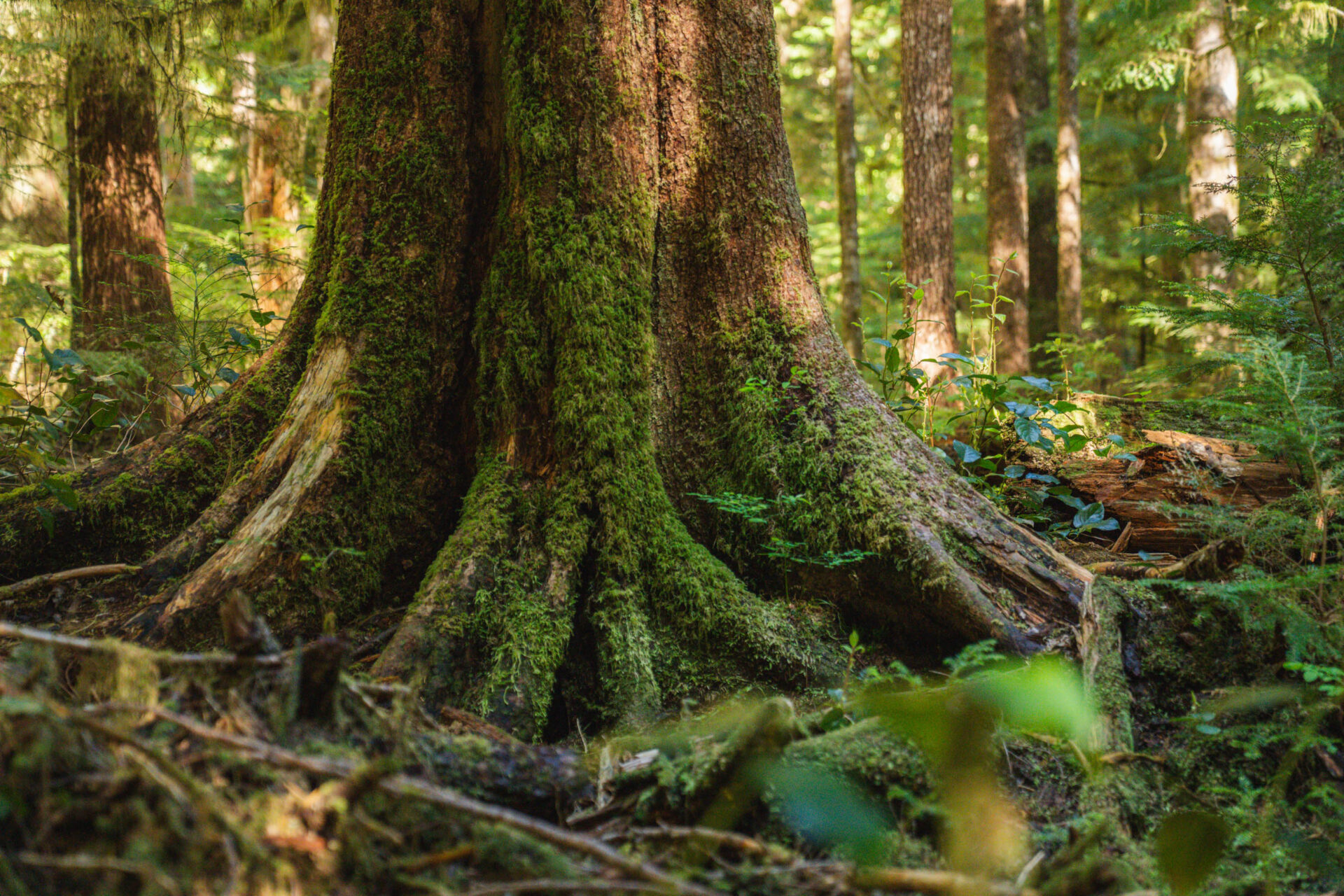 How to write a letter to the B.C. government