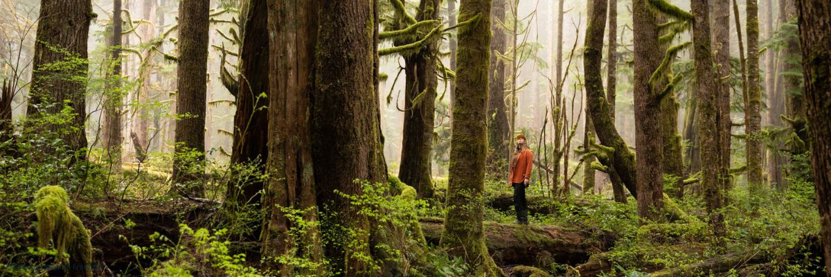 Workshop: How to speak up for old growth