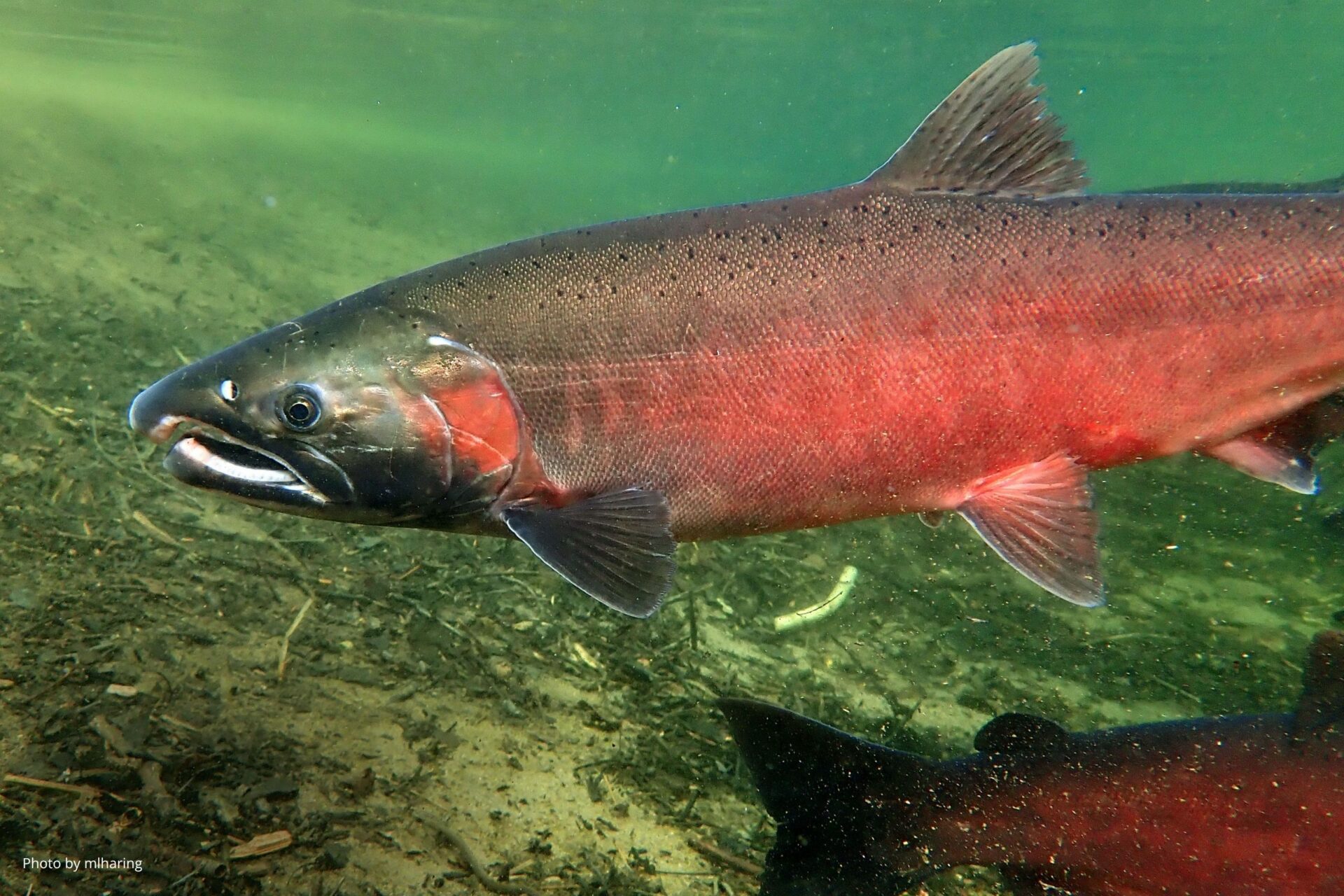 Learn to Draw Coho Salmon